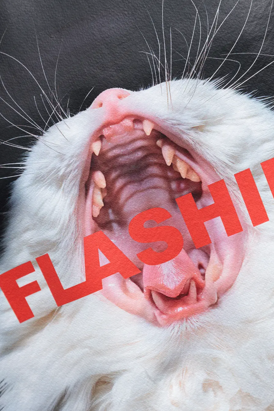 Свитшот FLASHIN